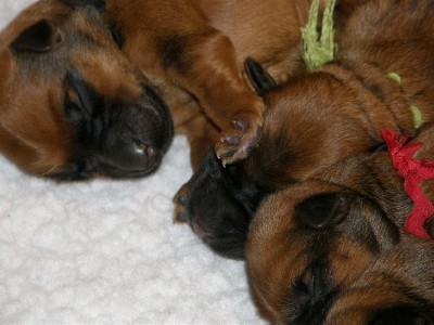 Very young puppies