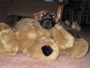 Puppy and teddy bear