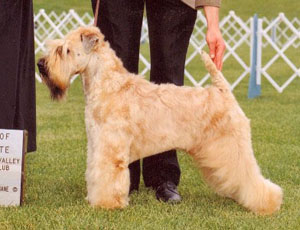Photo of Frankie