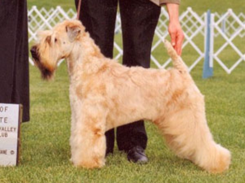 Photo of Frankie